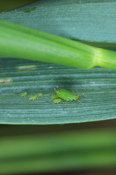 秋天，无翅蚜虫在冬季谷物上聚居。重要病虫害载体(BYDV)——由病毒引起。图片下载