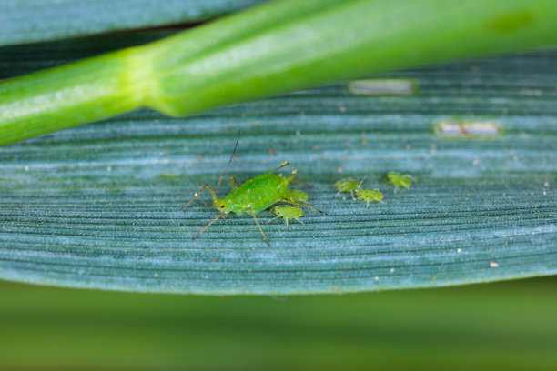 秋天，无翅蚜虫在冬季谷物上聚居。重要病虫害载体(BYDV)——由病毒引起。图片下载