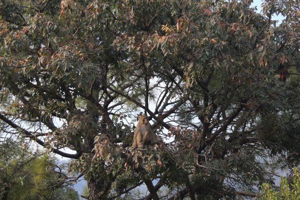 一只猴子正坐在树上图片下载