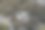 一只猴子正坐在树上图片下载