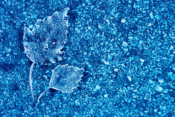 霜冻的木叶躺在柏油路上。极简主义。启动画面的背景。图片下载