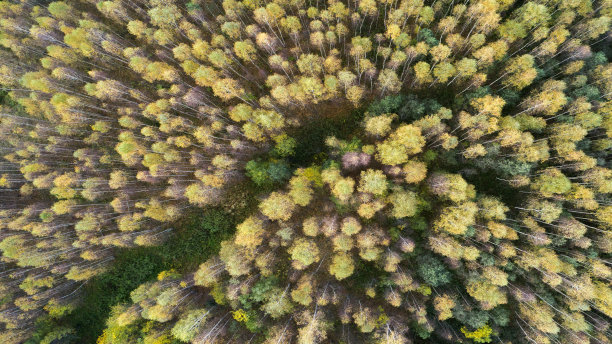 秋天的森林无人机鸟瞰图片下载