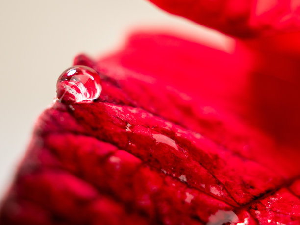 水滴在红叶上的纹理。叶子纹理的显微照片。图片下载