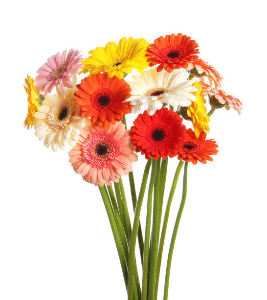 白色背景上的一束美丽多彩的非洲菊花图片下载