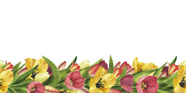 无缝边界与郁金香。水彩手绘插图复活节花模板，海报，妇女节8三月图片下载