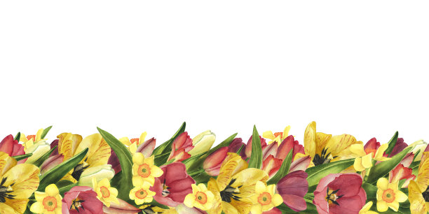 无缝边界与郁金香和水仙花。水彩手绘插图复活节花模板，海报图片下载