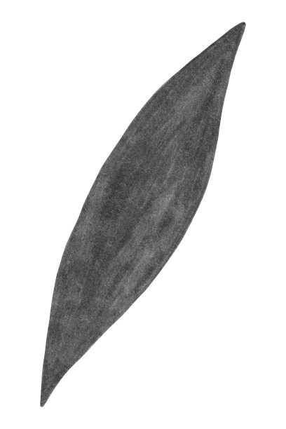 手绘黑白树叶孤立在白色背景上。图片下载