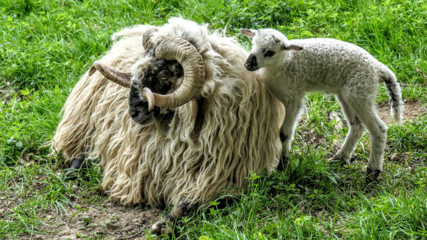 特写的老羊与扭曲的角和一个可爱的小羊羔旁边图片下载