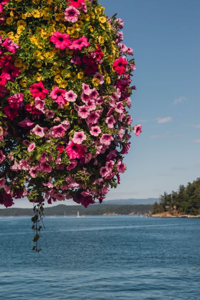 悬挂花卉种植，太平洋海岸图片下载