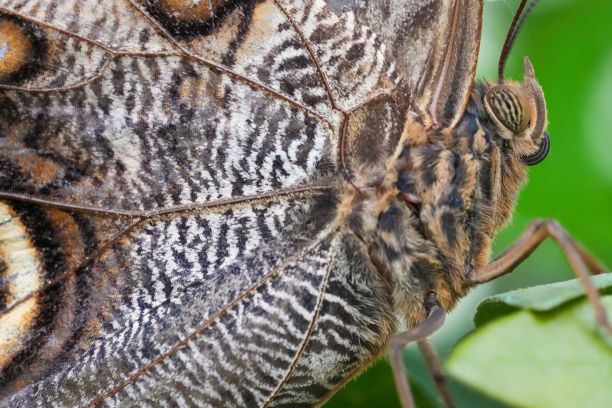 微距拍摄的一个美丽的棕色猫头鹰蝴蝶在植物图片下载