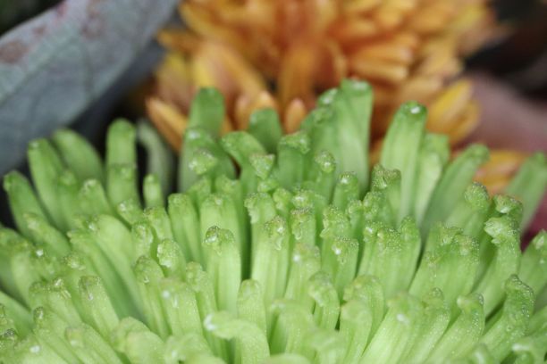 浅聚焦菊花，特写镜头图片下载