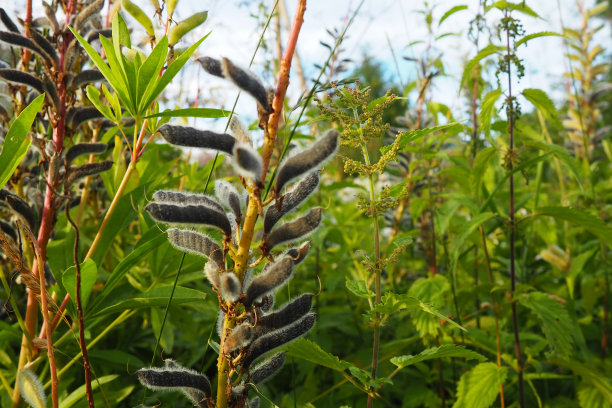 羽扇豆，狼豆，羽扇豆-豆科植物的一个属。豆子里的干种子。通过种子繁殖。花园或草地上的羽扇草。羽扇豆的育种与护理。矢车菊。图片下载