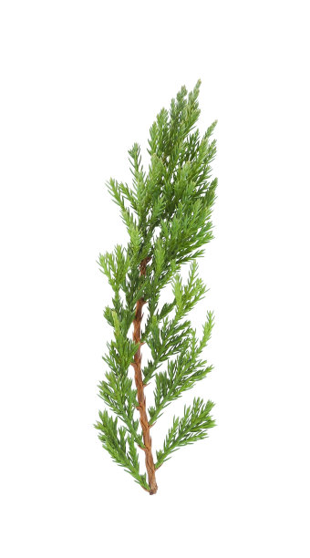 沙文杜松枝孤立于白色图片下载