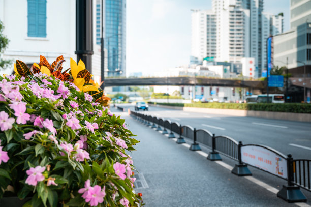 城市街道路边的景观植物图片下载
