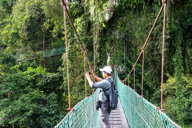 男子用智能手机在Danum雨林拉哈德达图的树冠天桥上拍照图片下载