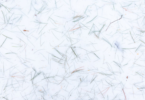 松针在雪地上形成的图案图片下载