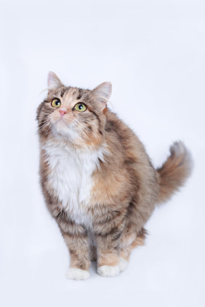 毛绒绒的猫孤立在白色背景。长着绿色大眼睛的猫。小宠物。宠物。一只小猫在白色背景上抬头的特写。宠物护理。垂直的照片。图片下载