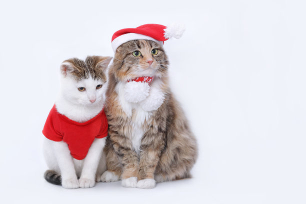 两只猫被孤立在白色背景上。猫戴着圣诞老人的红帽子。新年快乐。网页横幅空白的文字。戴着红色圣诞帽的猫。圣诞快乐。穿着圣诞老人服装的白色小猫图片下载