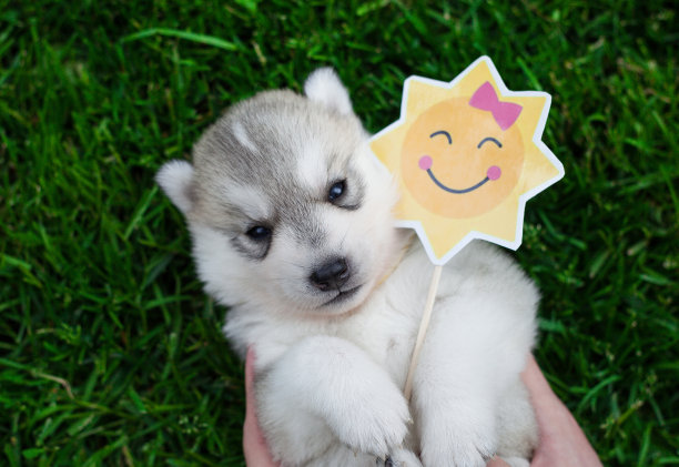 贴着搞笑贴纸的哈士奇小狗图片下载