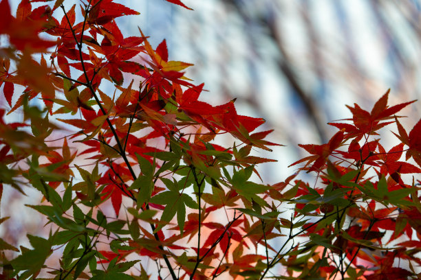 东京阳光下的冬季树木和植物图片下载