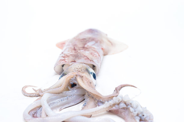 鱿鱼孤立图片下载