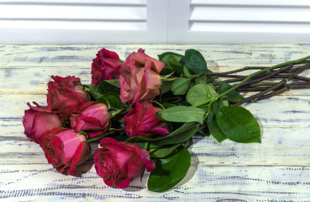 照片红色，粉色，紫色的玫瑰图片下载