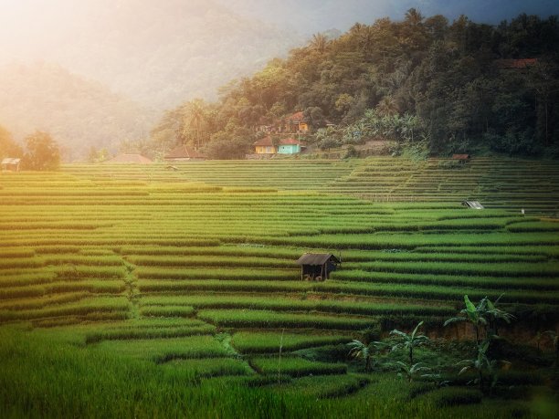 美丽的稻田图片下载
