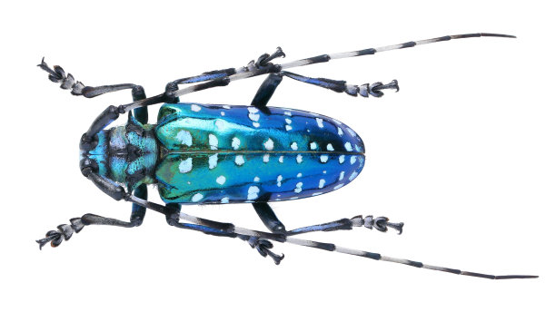 长角甲虫标本:天牛(Anoplophora sollii, Hope, 1840)图片下载