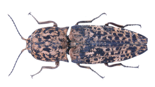 昆虫标本:Cryptalaus sp。图片下载