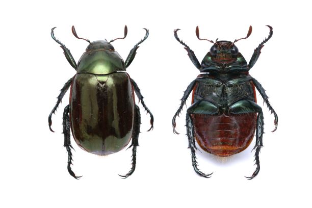 昆虫标本：Anomala rufiventris Kollar and Redtenbacher，1848年图片下载