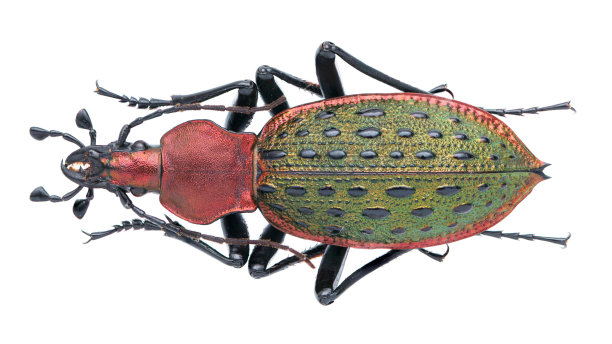 昆虫标本收集:Carabus (Coptolabrus) principalis Bates, 1889图片下载