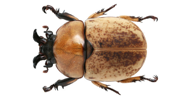 昆虫标本:fruhstorferi Felsche, 1901图片下载