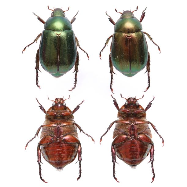 昆虫标本:俄罗斯Anomala Fairmaire,1893图片下载