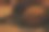 关注前景中的核桃。背景中模糊的松果图片下载