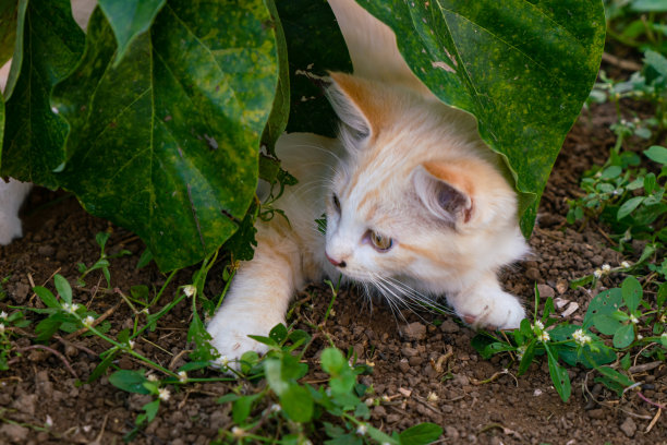 小猫蹲在树叶下。图片下载