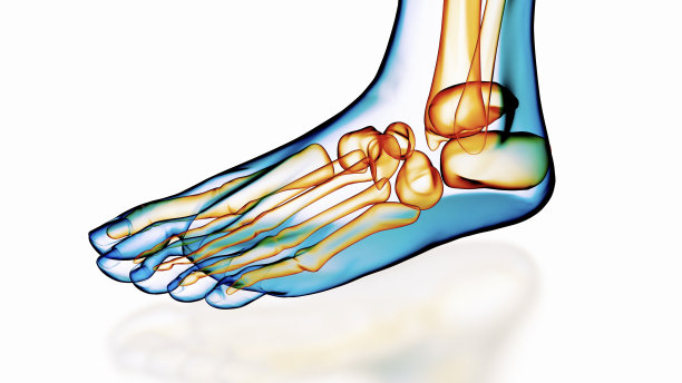 足部x光解剖图图片下载