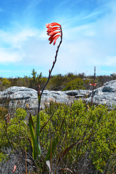 Watsonia tabularis植物，一种有趣的红粉色花，可以在南非开普敦附近的桌山国家公园看到图片下载