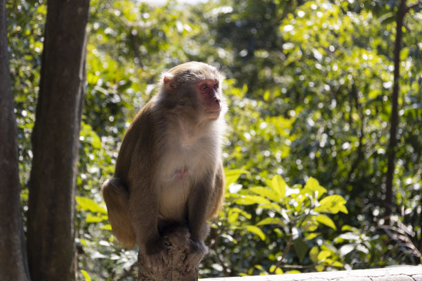 香港郊野公园的野猴子。图片下载