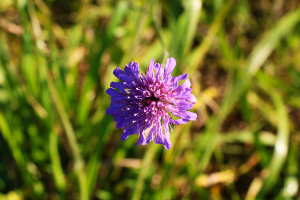 红三叶草。水彩插图。草地上有红色的三叶草。带花的三叶草树枝。图片下载