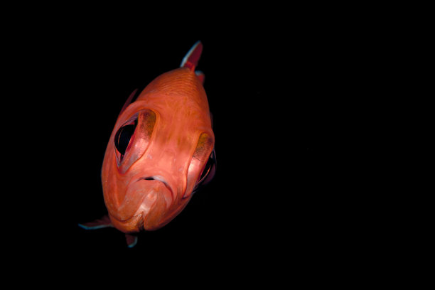 健康珊瑚礁上的红色大眼鱼图片下载