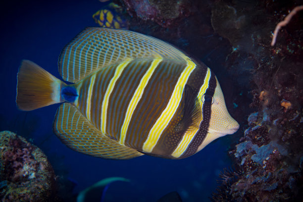 美丽的咸水热带鱼游在珊瑚礁上图片下载