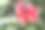 热带花在夏天盛开图片下载
