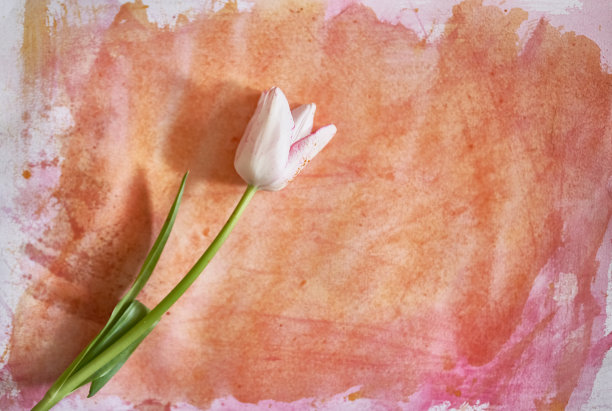 一朵白色的郁金香上有几滴颜料，躺在一张涂着橙色水彩的纸上。一个优雅的郁金香为您的设计。图片下载