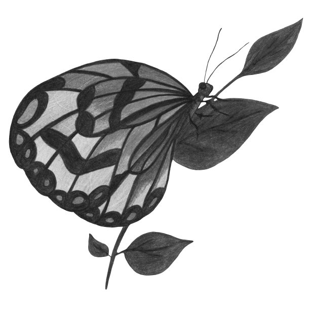 手绘蝴蝶孤立的白色背景。图片下载