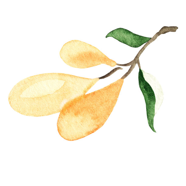 橘树朵朵，桂花朵朵图片下载