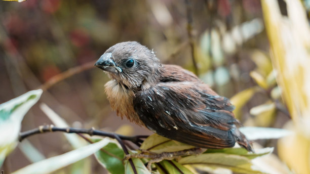 一只麻雀栖息在树枝上的特写镜头。温暖的颜色。肖像照片图片下载