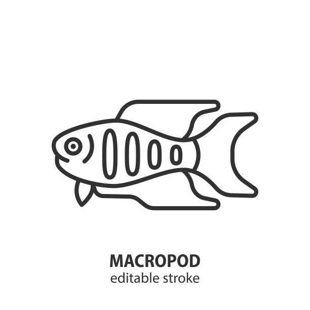 Macropod线图标。迷宫鱼矢量符号。图片下载