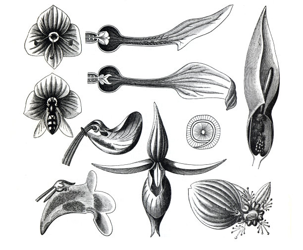 复古花蕾收藏。饲料作物。手绘雕刻插图。图片下载