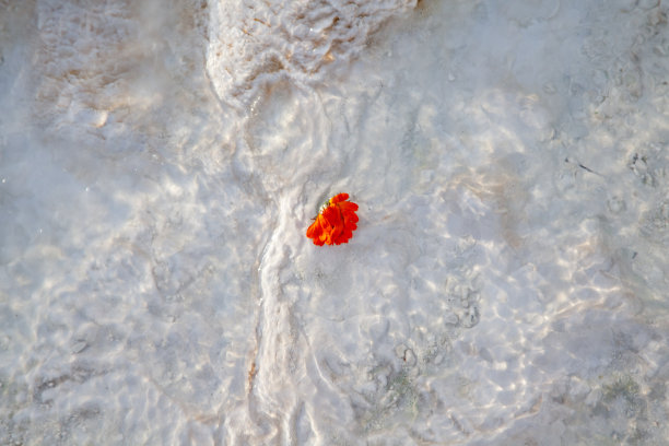 棉花堡石灰华上的橙花图片下载