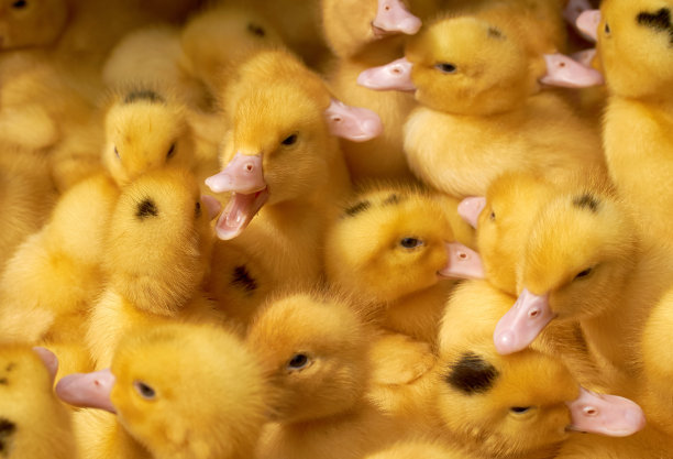黄鸭在本地市场出售。毛茸茸的小宝贝，小鸡。家禽农场。农业企业图片下载